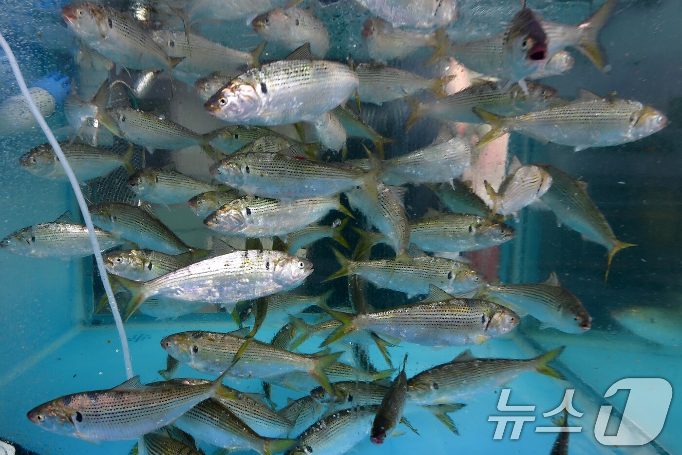 <자료사진> 2025.9.3/뉴스1 ⓒ News1 최창호 기자