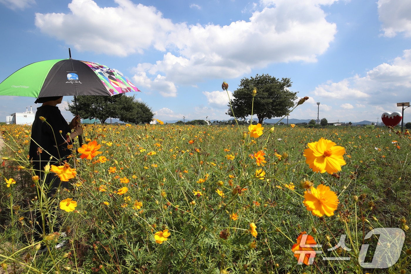 폭염의 기세가 다소 누그러든 3일 오후 경북 경산시 하양읍 금호강 하양경관농업단지에 곱게 핀 코스모스. 뉴스1 ⓒ News1 공정식 기자