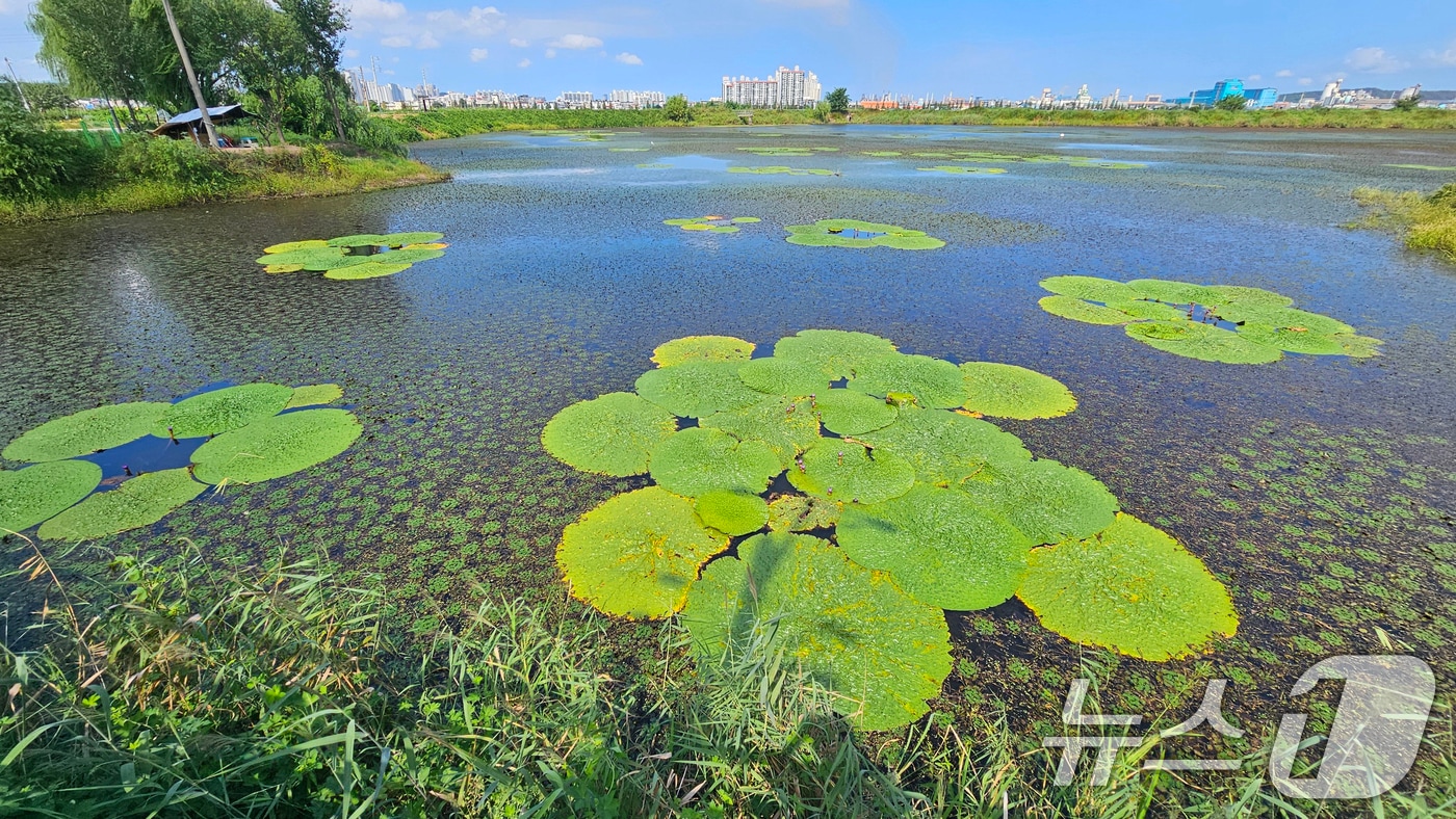 3일 오후 경북 포항시 남구 연일읍 조박저수지에서 멸종위기 야생생물 Ⅱ급인 가시연꽃이 꽃망울을 활짝 터트렸다. 2025.9.3/뉴스1 ⓒ News1 최창호 기자