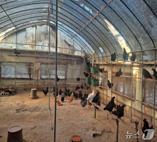  가금농장(여주시 제공.. 재판매 및 DB 금지)/뉴스1