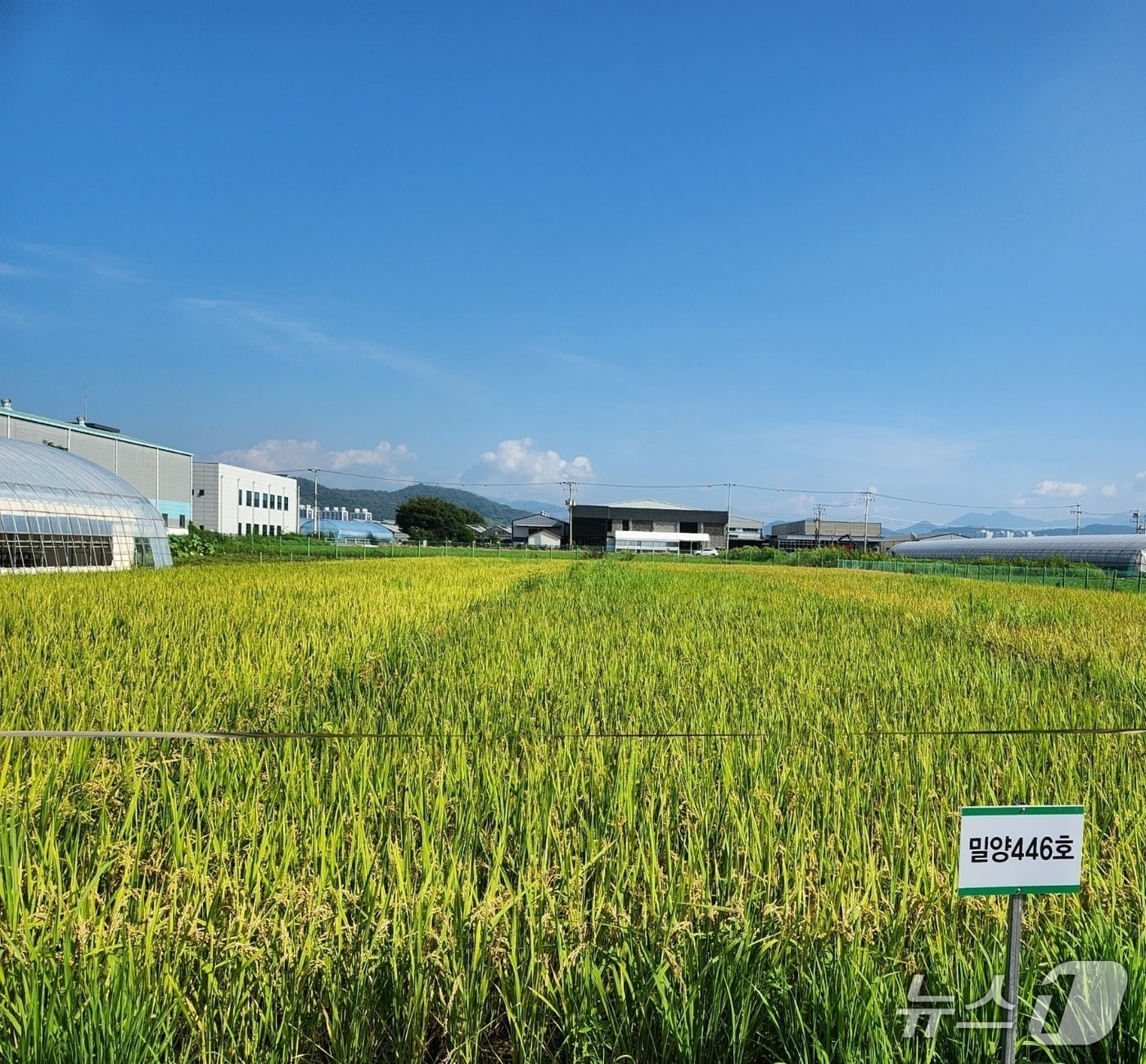 지역 맞춤형 벼 품종 개발에 나서고 있는 밀양시가 3일 시 농업기술센터에서 현장 연시회를 열었다. 사진은 밀양시가 개발 중인 벼 품종 모습.(밀양시 제공. 재판매 및 DB금지)