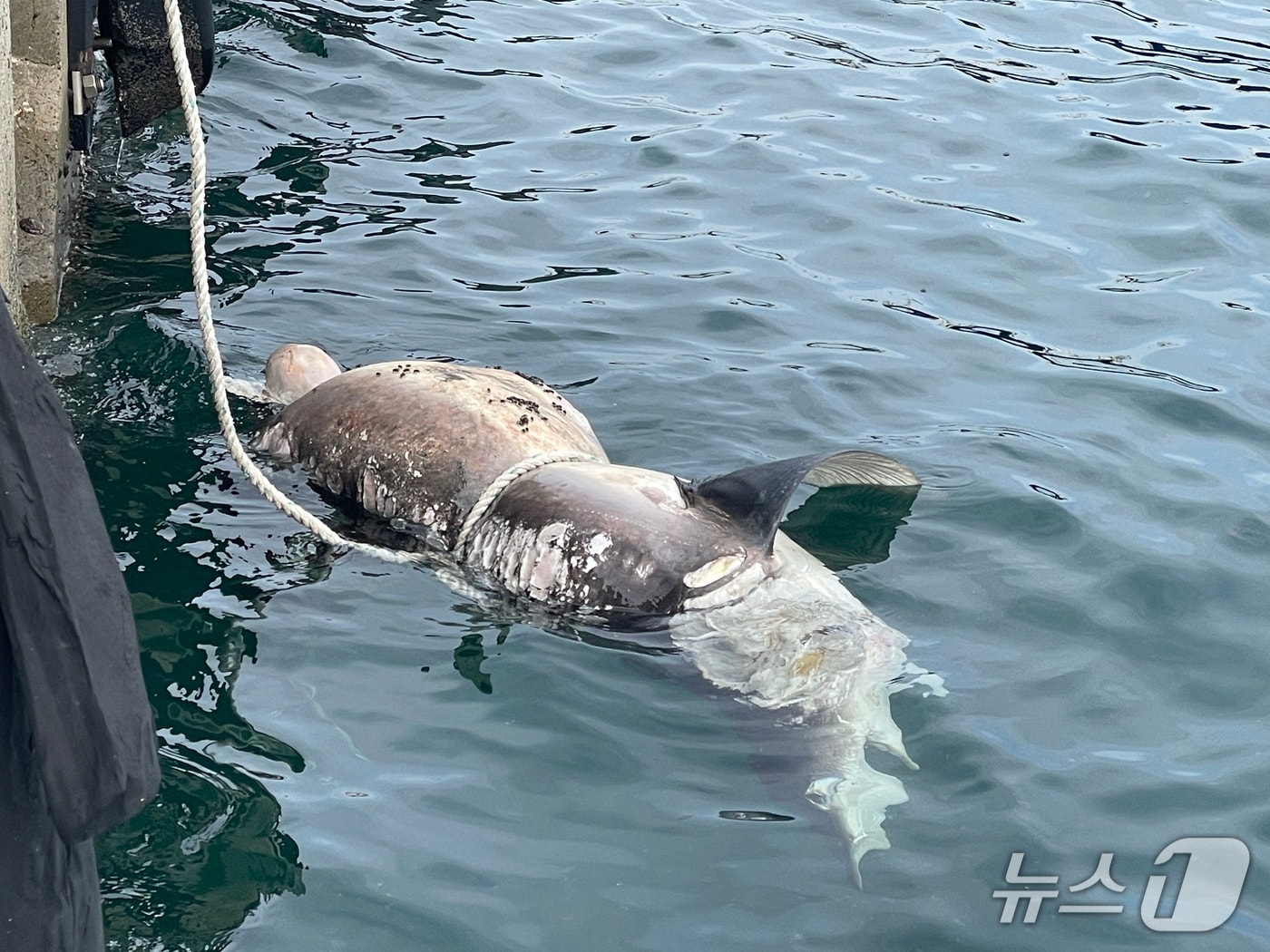 상어 사체.(부산해경 제공. 재판매 및 DB 금지)