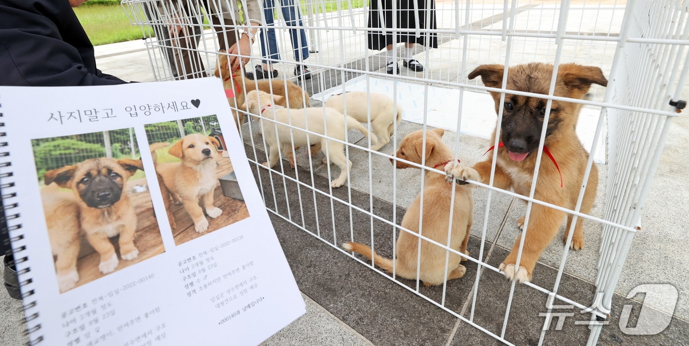 전북 임실군은 10월 8~12일 열리는 치즈축제에서 유기 동물 입양을 위한 홍보관을 운영한다.(임실군제공. 재판매 및 DB금지)2025.9.30/뉴스1