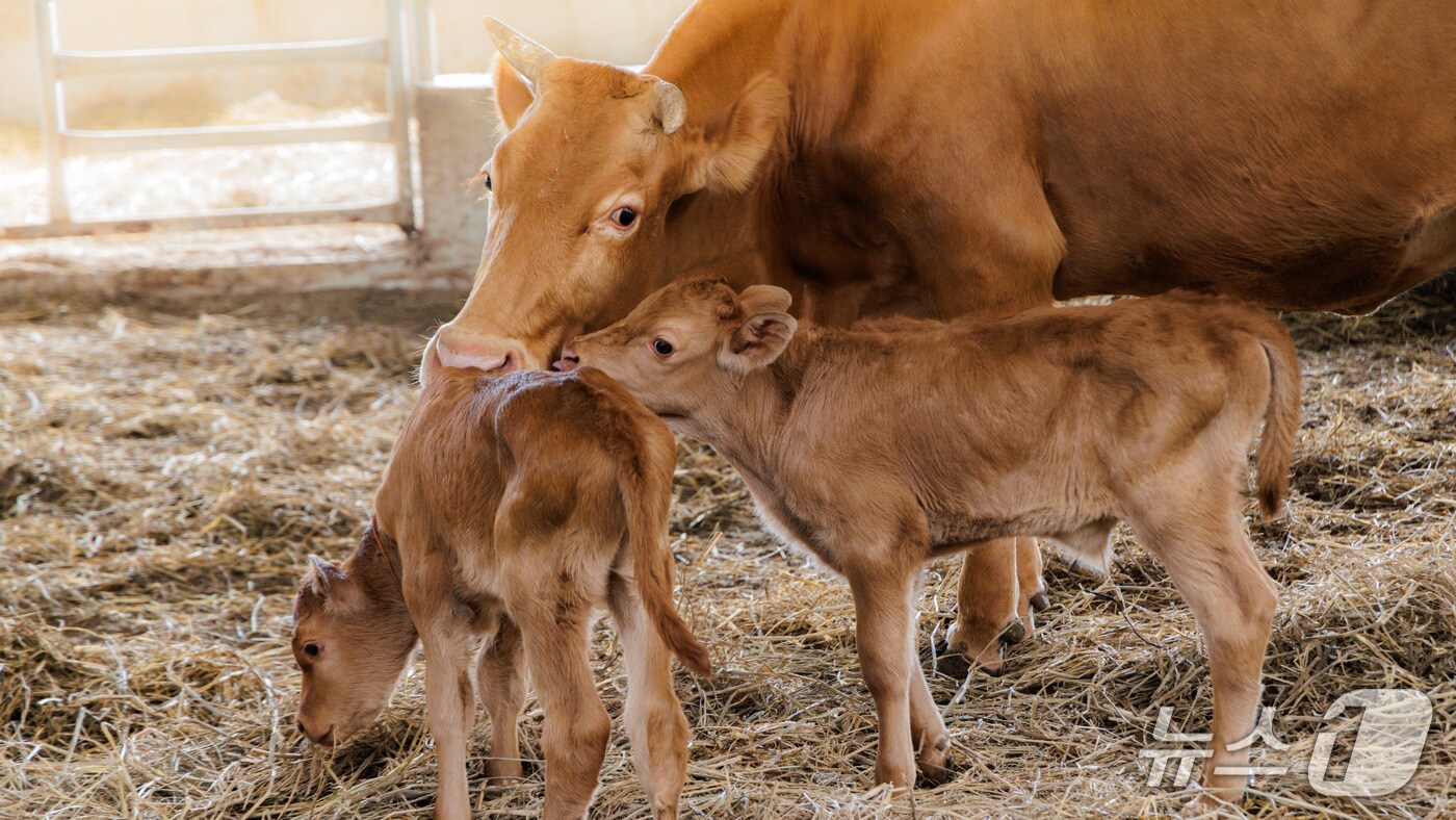 합천군 쌍백면의 이순호씨 한우농가 지난달 24일 태어난  쌍둥이 송아지와 어미소(합천군 제공. 재판매 및 DB금지). 2025.8.24