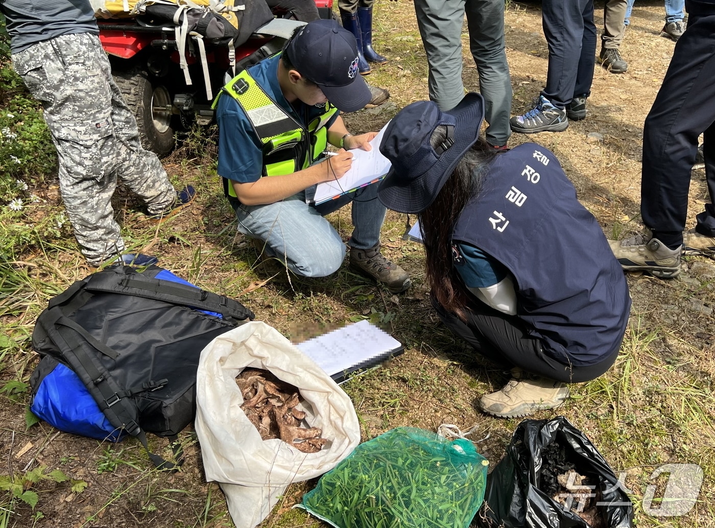 산림특별사법경찰관이 임산물 불법채취 행위를 단속을 하고 있다. (산림청 제공.재판매 및 DB금지)/뉴스1