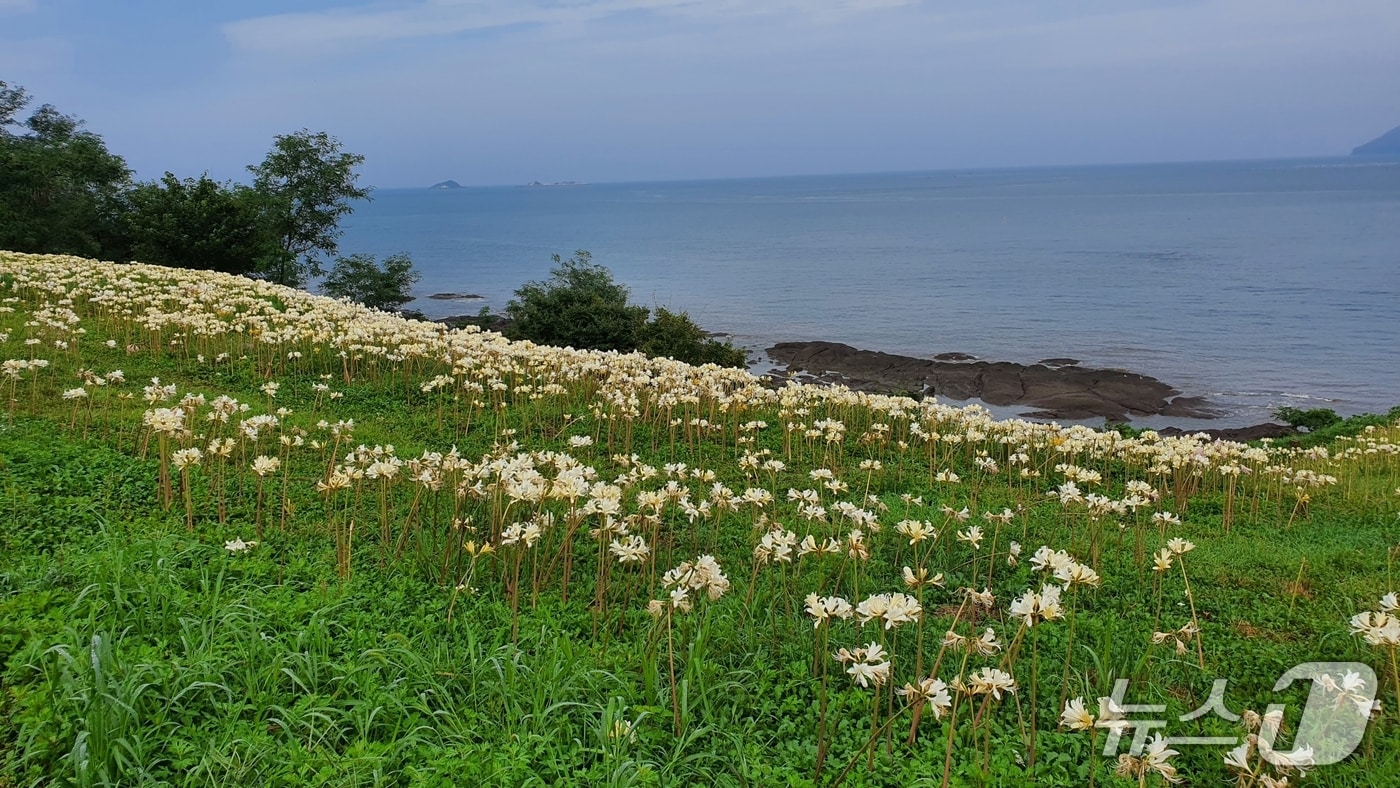 전북 부안 변산마실길 2코스에 붉노랑상사화가 만개해 장관을 연출하고 있다.(부안군 제공. 재판매 및 DB금지)