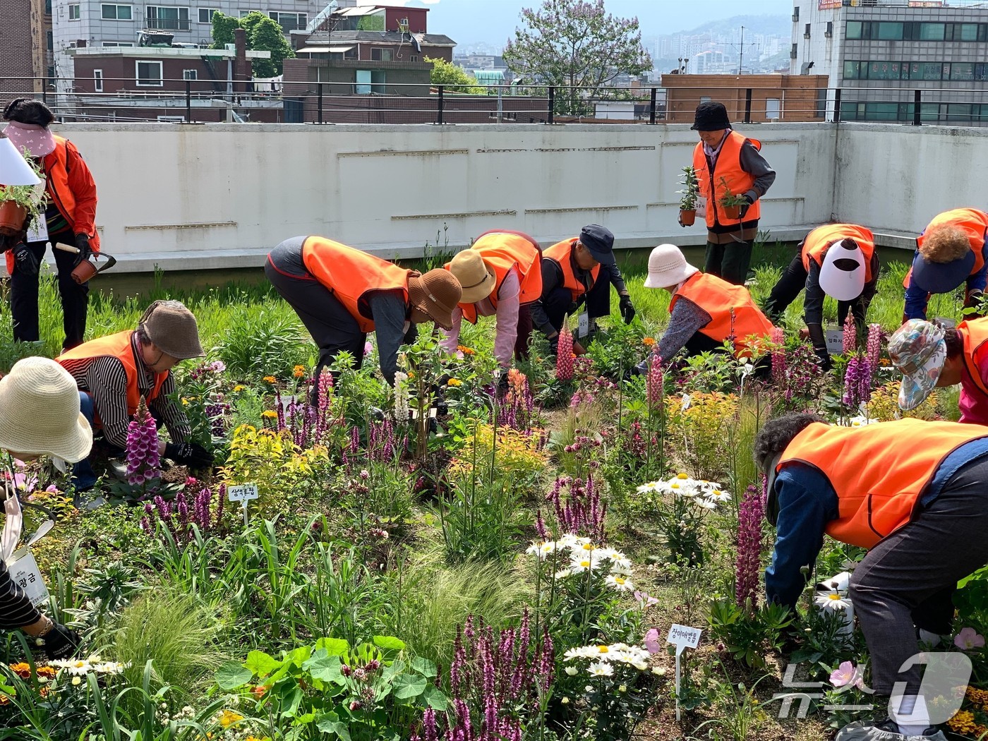 관악 노인종합복지관 옥상에서 진행된 슬로우 가드닝 클럽 활동 모습.(서울시 제공)
