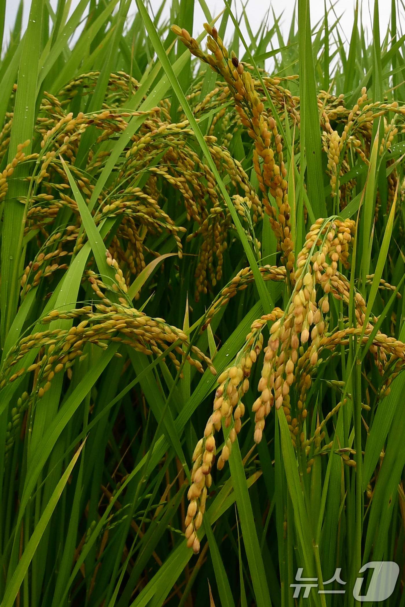 절기상 백로인 지난 7일 경북 포항시 북구 흥해읍의 들녘에서 벼가 누렇게 익어가고 있다. 2025.9.7/뉴스1 ⓒ News1 최창호 기자