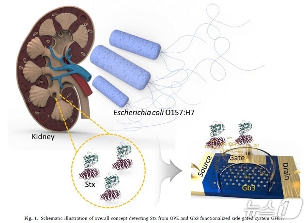 초민감 그래핀 FET 기반 용혈성요독증후군 조기진단 개념도(생명연 제공) /뉴스1