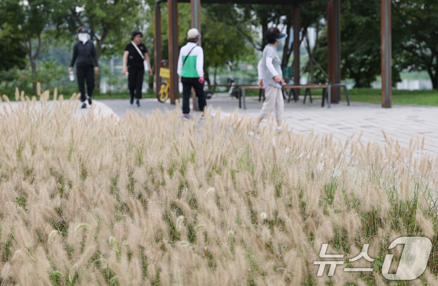 아침저녁으로 선선한 날씨를 보인 9일 오전 경기 수원시 권선구 서호잔디광장을 찾은 시민들이 수크령 사이를 걸으며 산책을 하고 있다. 2025.9.9/뉴스1 ⓒ News1 김영운 기자