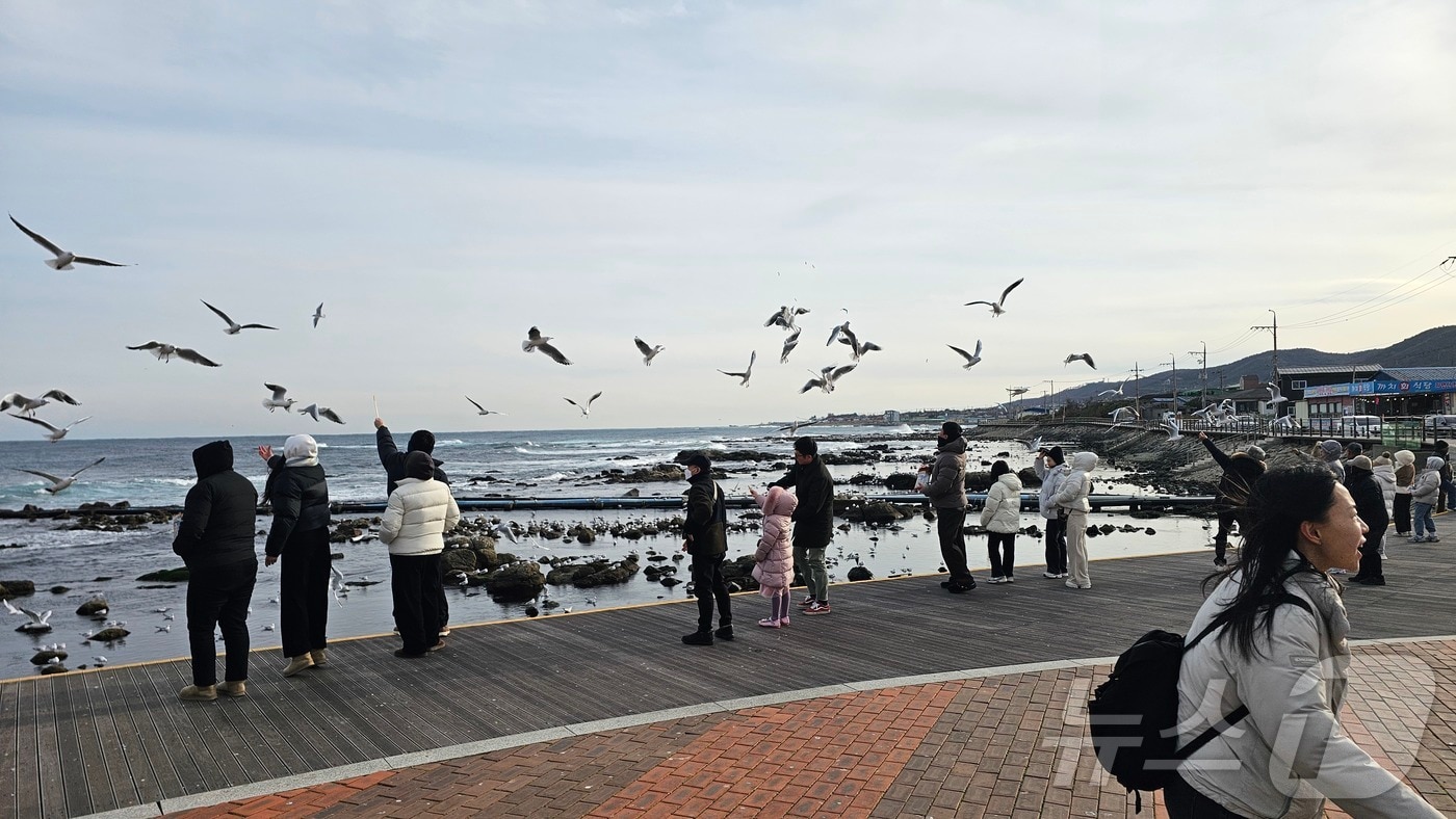 병오년 새해 첫 날인 1일 오후 경북 포항시 남구 호미곶 해맞이 광장에서 관광객들이 갈매기들에게 새우맛 과자를 던져주고 있다 2026.1.1/뉴스1 ⓒ News1 최창호 기자