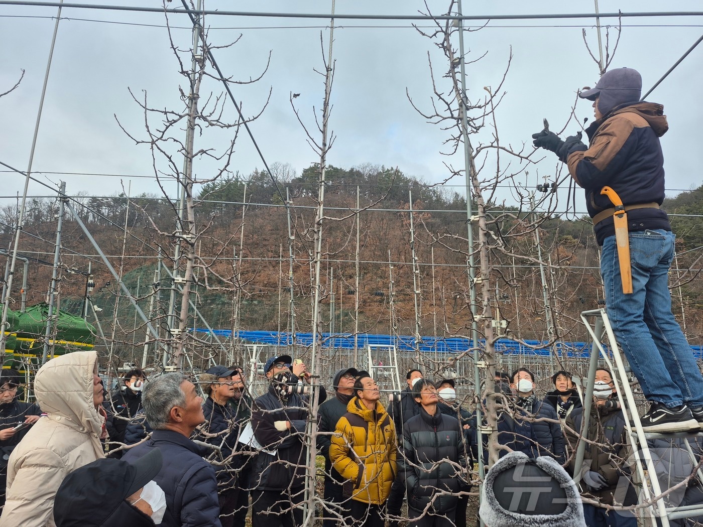 경북농업기술원은 11일 새해농업인실용교육을 오는 2월 6일까지 도내 전 시군에서 농업인 3만4000여명을 대상으로 진행한다.사진은 영천 사과 과수원 교육 /뉴스1