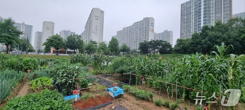 파주시 금촌동 시민주말농장. (파주시 제공, 재판매 및 DB금지)