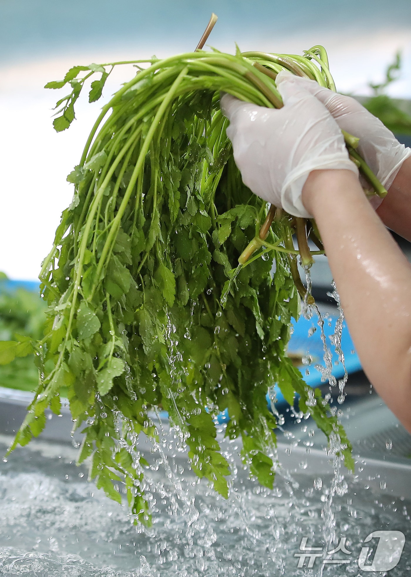 한파가 이어진 12일 대구 동구 미대동 논골농원에서 팔공산 미나리를 세척하고 있다. 2026.1.12/뉴스1 ⓒ News1 공정식 기자