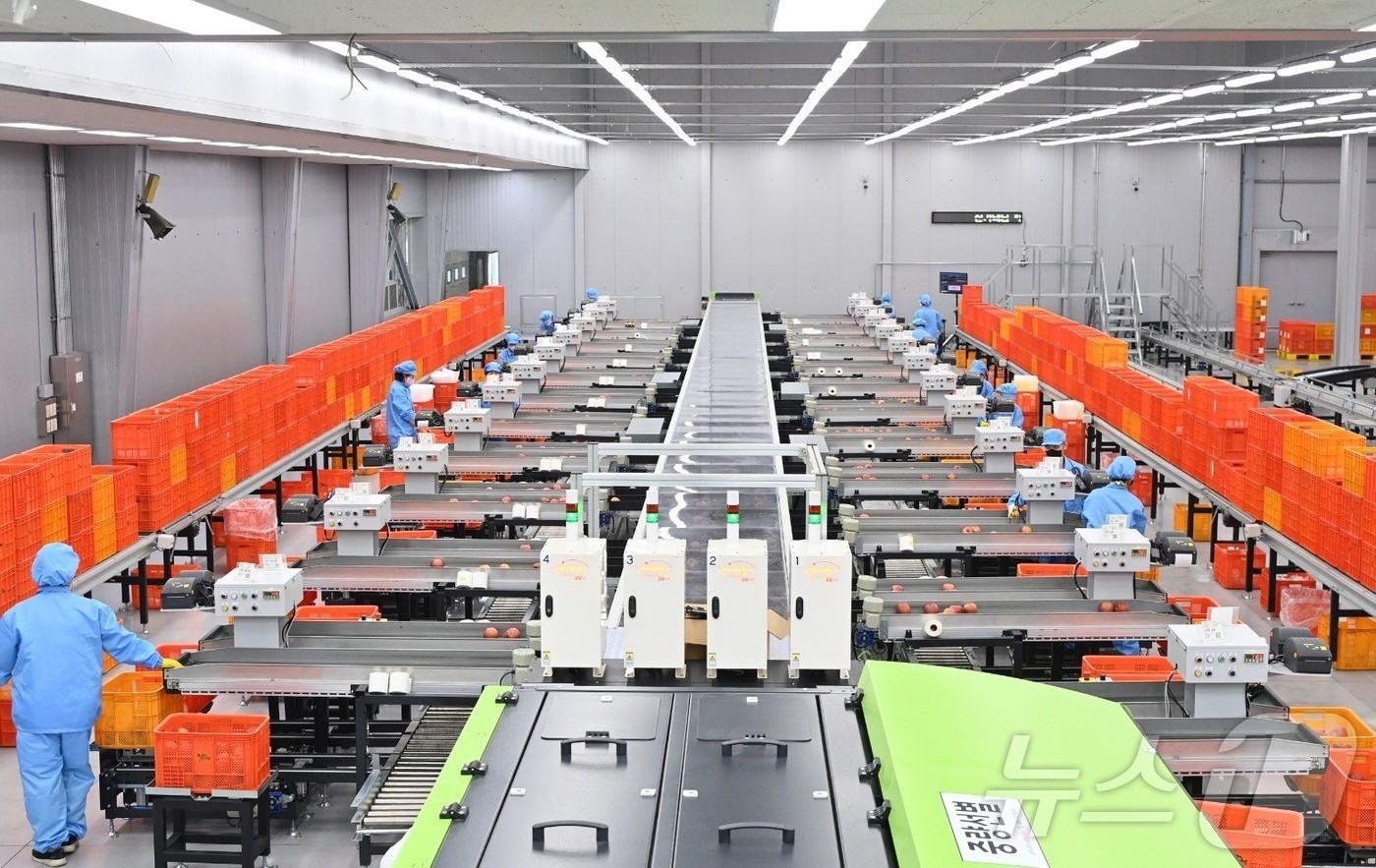 경북도는 13일 농산물산지유통센터(APC)에 인공지능(AI) 기술을 본격 도입해 데이터 기반 품질관리로 소비자 신뢰를 높이고, 산지 유통 혁신을 선도하겠다.(경북도 제공. 재판매 및 DB금지) /뉴스1