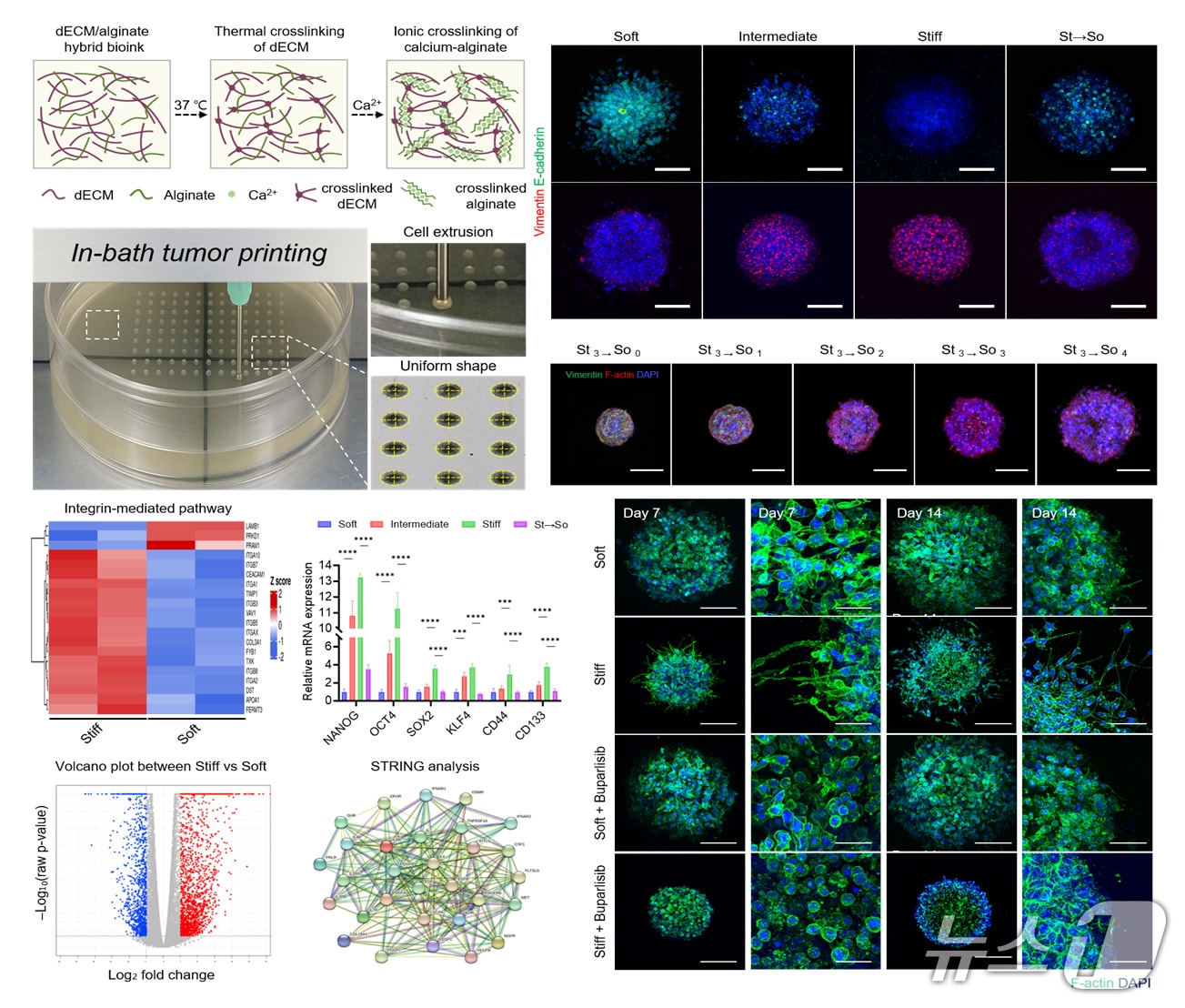 연구 이미지. (부산대 제공. 재판매 및 DB 금지)