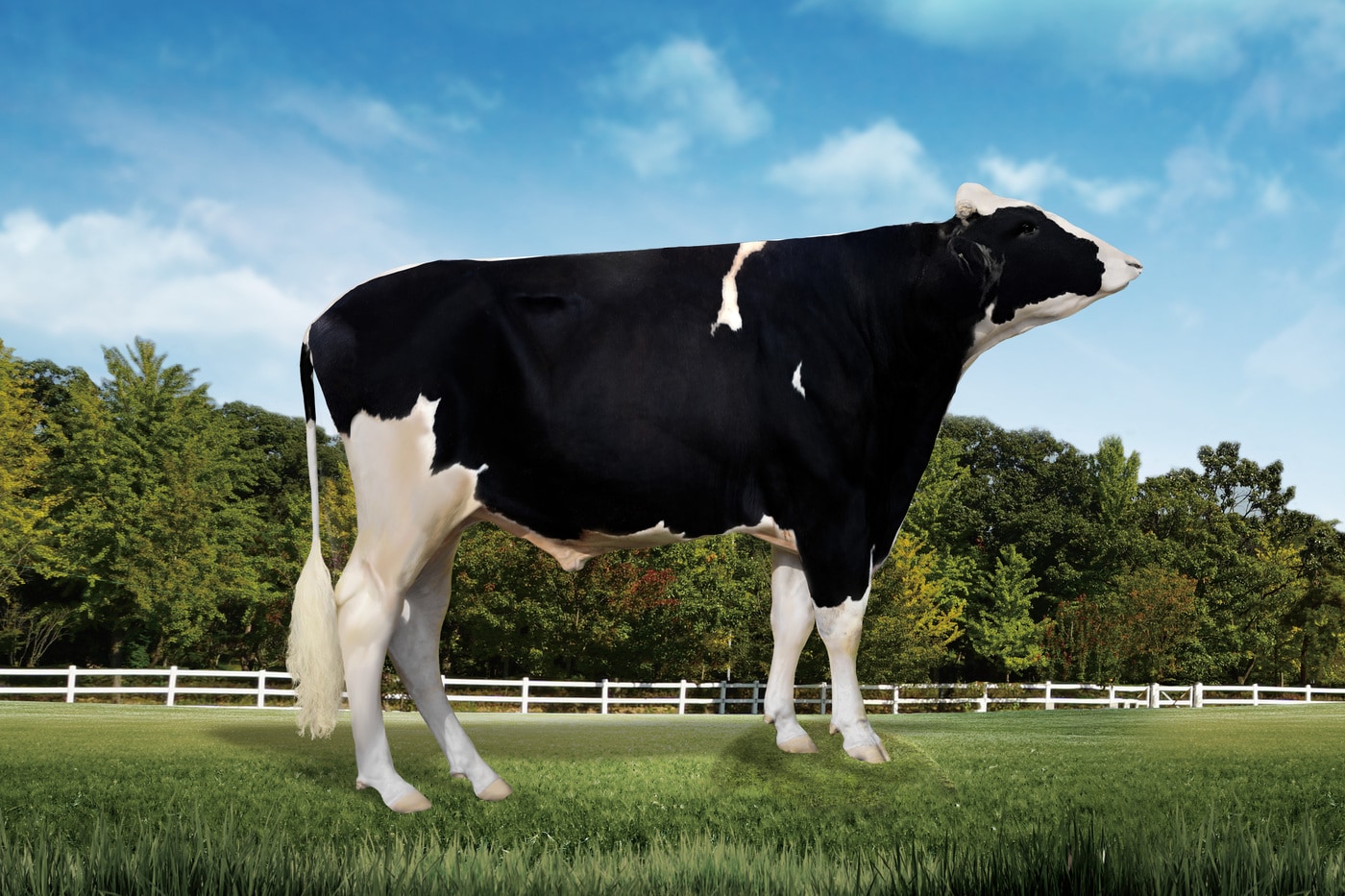 한국형 젖소 보증씨수소 '스누피'(농촌진흥청 제공. 재판매 및 DB금지) 2026.1.14 /뉴스1