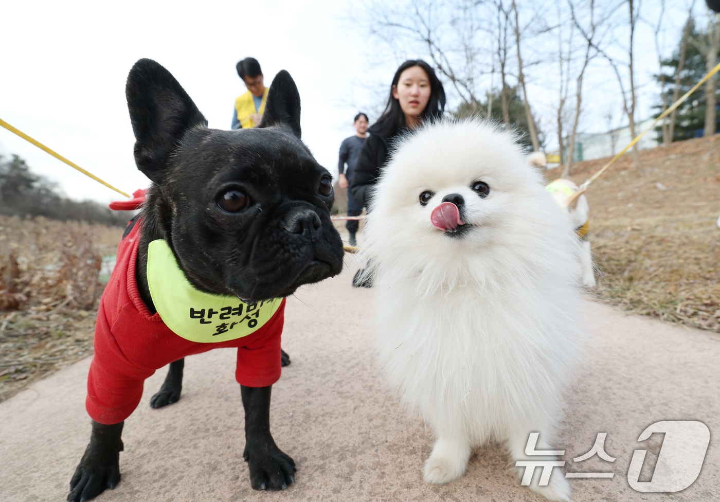 반려동물 자료사진. 2026.1.14 ⓒ 뉴스1 김영운 기자