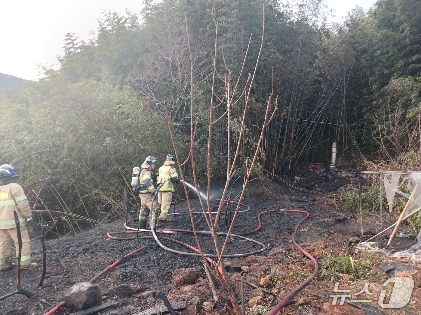 14일 오후 4시 4분쯤 전남 장흥군 대덕읍의 한 대나무 밭에서 불이 나 소방당국이 진화 작업을 하고 있다. (전남소방 제공. 재판매 및 DB 금지)