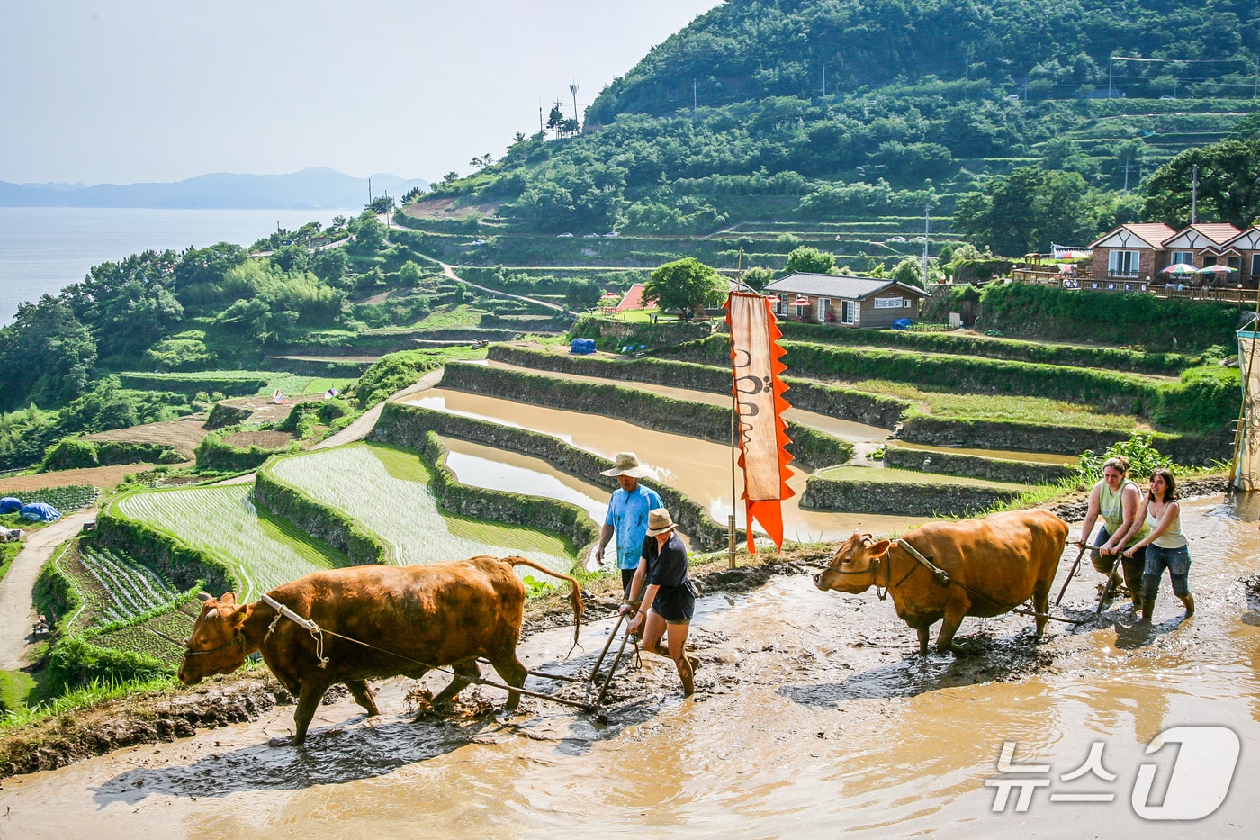 남해군 다랭이마을 모내기(남해군 제공. 재판매 및 DB금지).