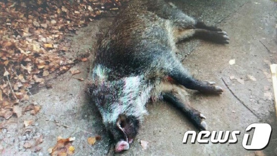 멧돼지 자료사진 ⓒ 뉴스1