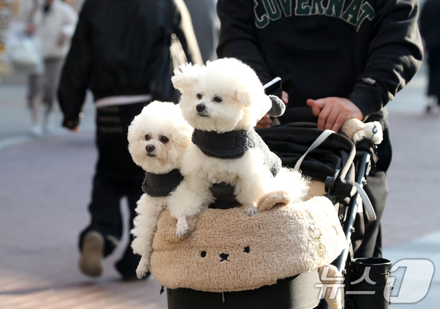 하루 사이 기온이 크게 오른 15일 오후 대구 중구 동성로에서 한 시민이 반려견을 유모차에 태운 채 걸어가고 있다. 2026.1.15/뉴스1 ⓒ News1 공정식 기자
