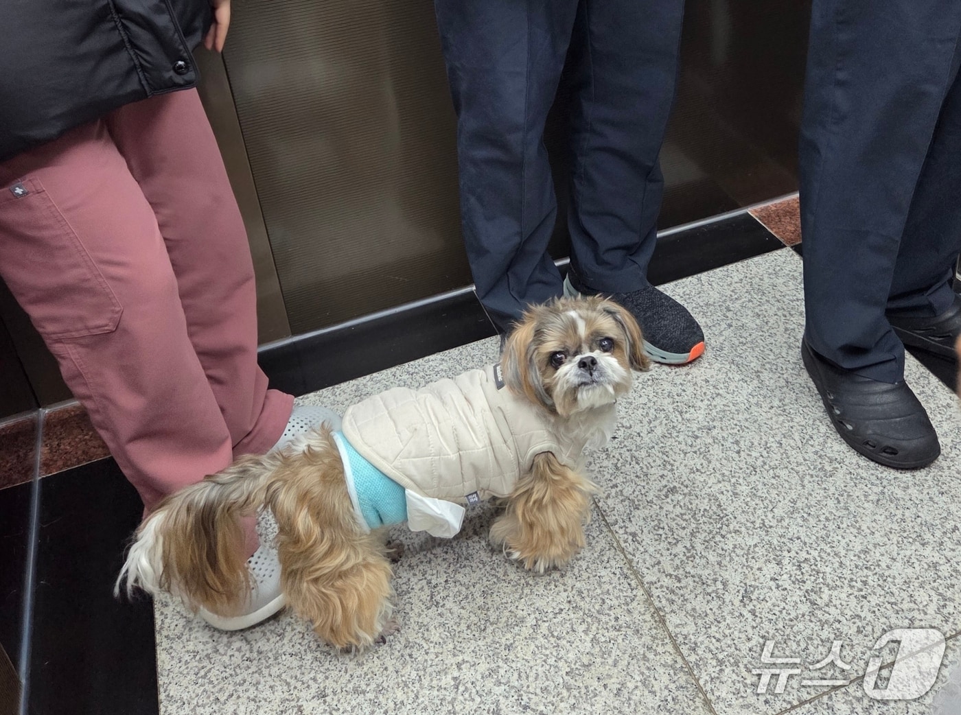 엘리베이터 타고 총 9층 동물병원을 순찰하는 시추(시츄) '쎼미' ⓒ 뉴스1 한송아 기자