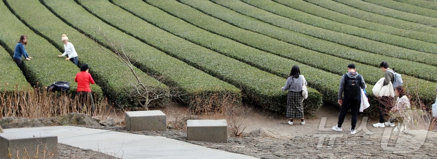 제주도 서귀포시 안덕면 오설록 서광차밭/홍수영 기자