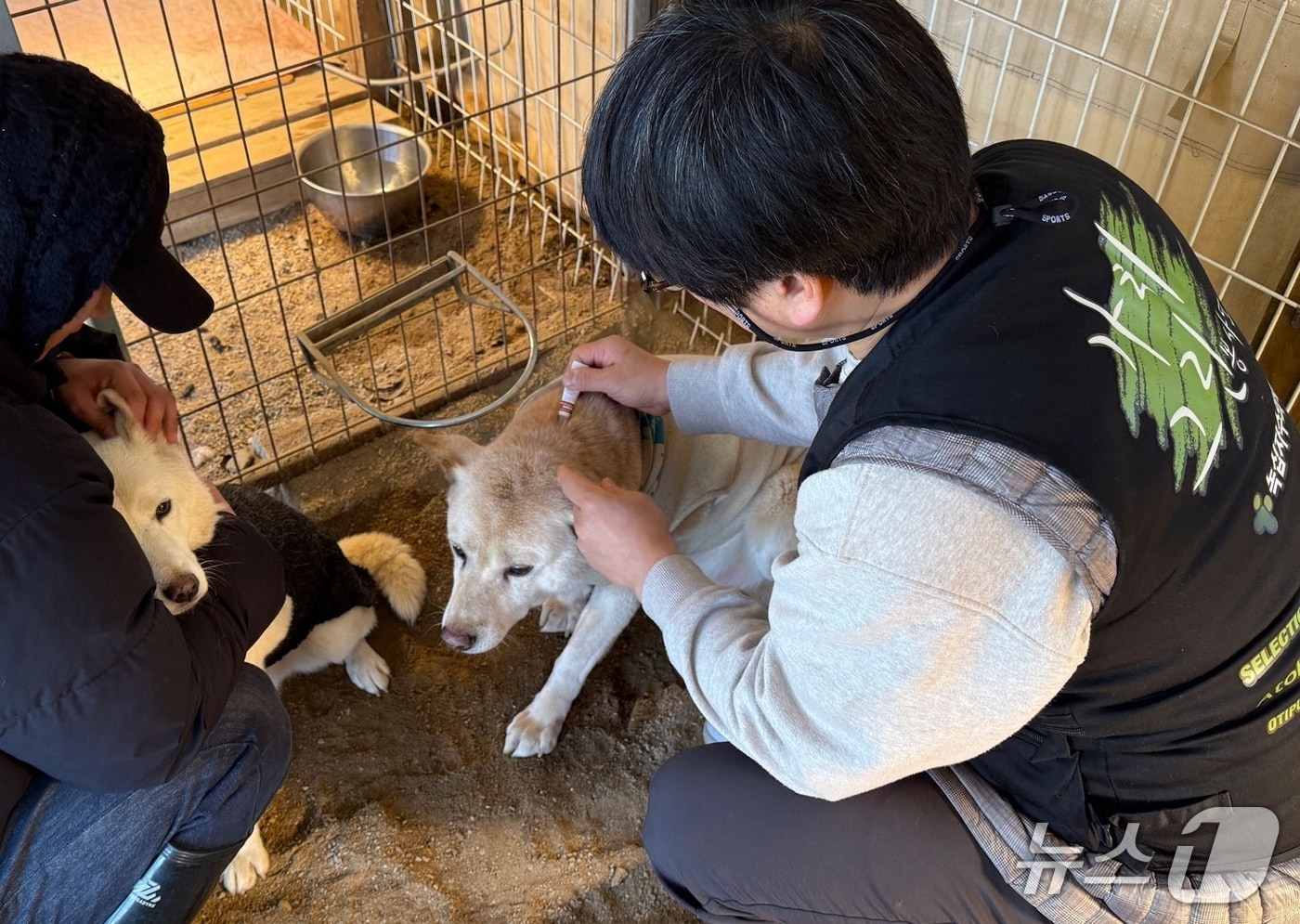 녹십자수의약품, 실험종료 비글 위해 심장사상충약 데피니트 기부 - 뉴스 썸네일 이미지