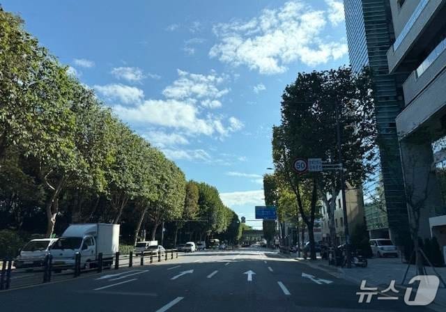 성동구 광나루길 양버즘나무.(서울시 제공)