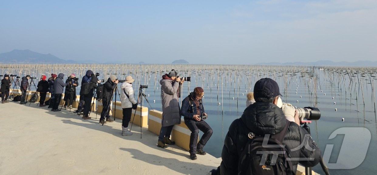 전남 장흥군 대덕읍 매생이 양식장이 겨울철 사진명소로 주목받으며 전국 사진 작가와 동호회 회원들로 북적이고 있다.(장흥군 제공, 재배포 및 DB 금지)/뉴스1