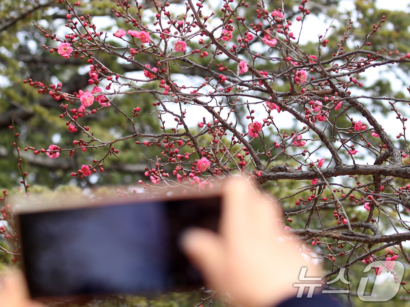 '1년 중 가장 춥다'는 절기상 대한(大寒)을 하루 앞둔 19일 부산 남구 유엔기념공원에서 봄의 전령사 홍매화가 꽃망울을 터뜨려 눈길을 끌고 있다. 2026.1.19/뉴스1 ⓒ News1 윤일지 기자