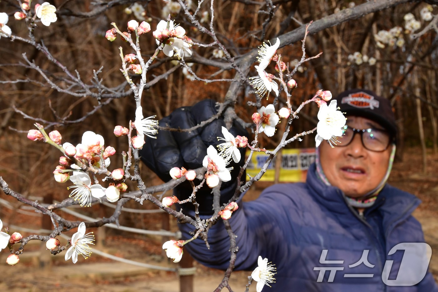 1년 가운데 가장 춥다는 대한(大寒) 을 하루 앞둔 19일 오후 경북 포항시 남구 포항시청 뒷편 야산에 매화가 꽃망울을 활짝 터뜨리자 산책 나온 시민이 먀화꽃을 지켜보고 있다. 2026.1.19/뉴스1 ⓒ News1 최창호 기자