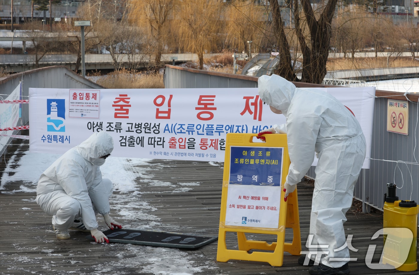 19일 경기 수원시 영통구 원천호수 일대에서 고병원성 조류인플루엔자(AI)가 발생해 관계자들이 나무데크길 일부 구간의 출입을 통제하고 방역 작업을 하고 있다. 2026.1.19 ⓒ 뉴스1 김영운 기자