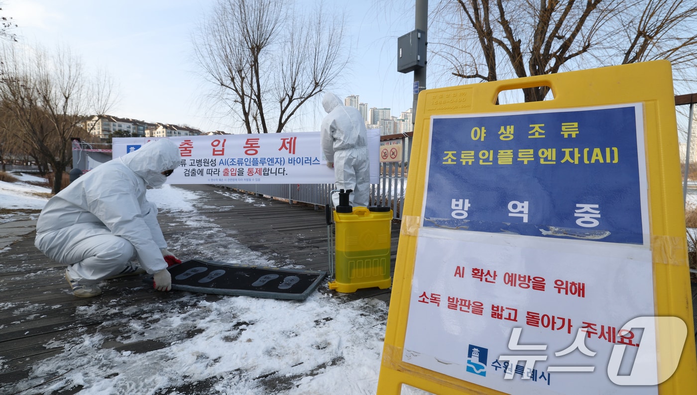 19일 경기 수원시 영통구 원천호수 일대에서 고병원성 조류인플루엔자(AI)가 발생해 관계자들이 나무데크길 일부 구간의 출입을 통제하고 방역 작업을 하고 있다. 2026.1.19/뉴스1 ⓒ News1 김영운 기자
