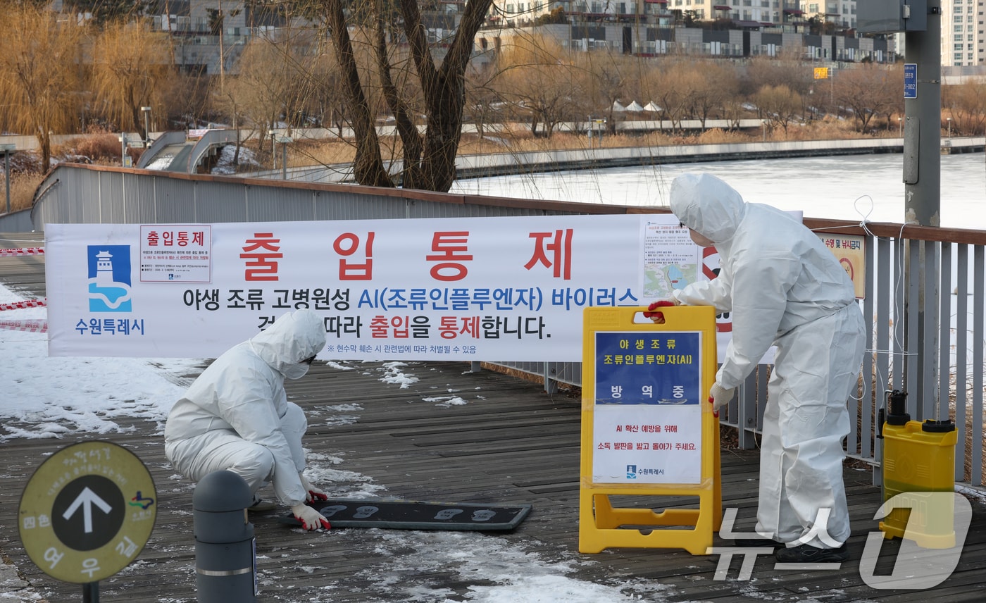 19일 경기 수원시 영통구 원천호수 일대에서 고병원성 조류인플루엔자(AI)가 발생해 관계자들이 나무데크길 일부 구간의 출입을 통제하고 방역 작업을 하고 있다. 2026.1.19 ⓒ 뉴스1 김영운 기자