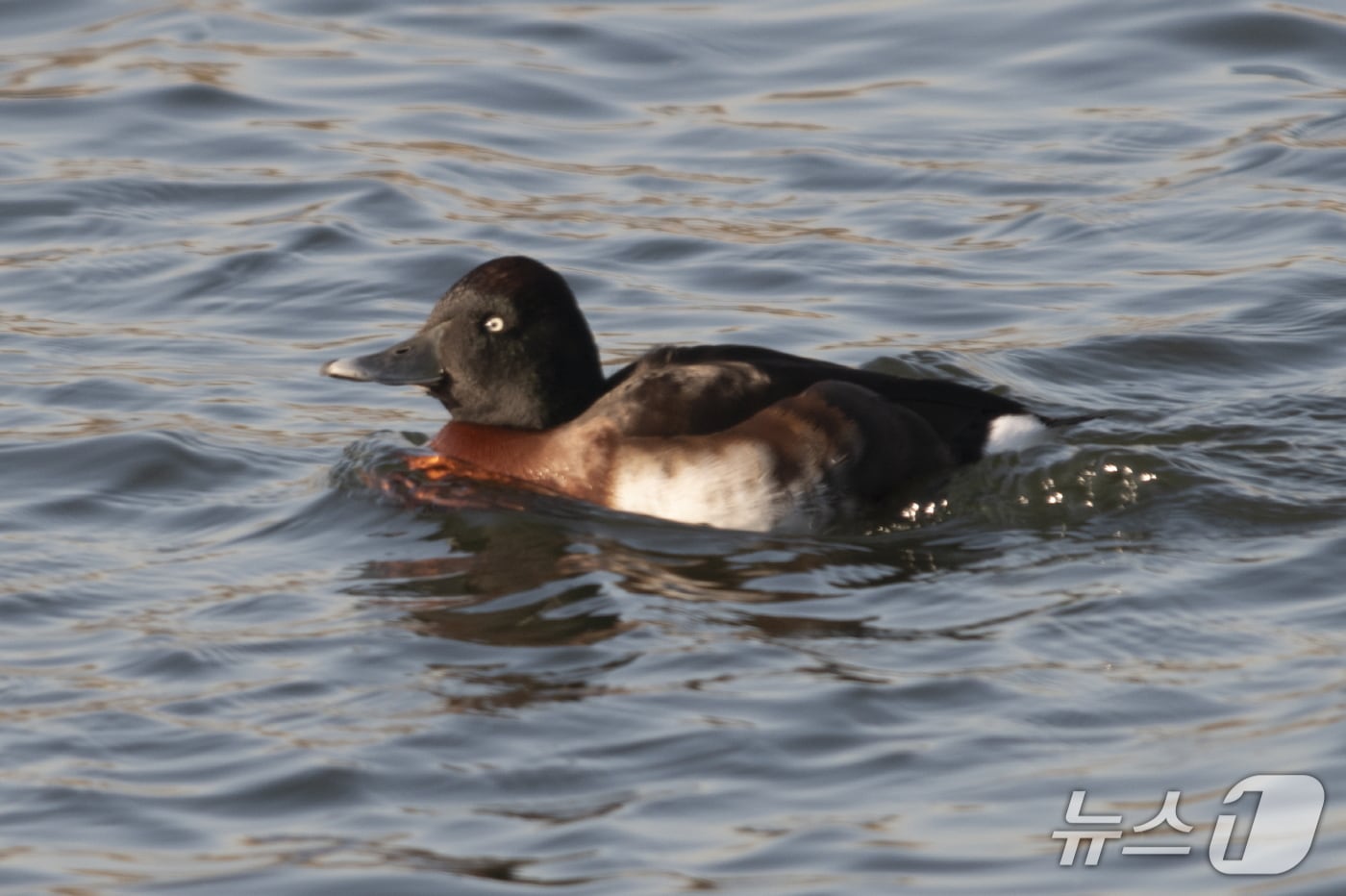 붉은가슴흰죽지(한국야생조류보호협회 제공/뉴스1)
