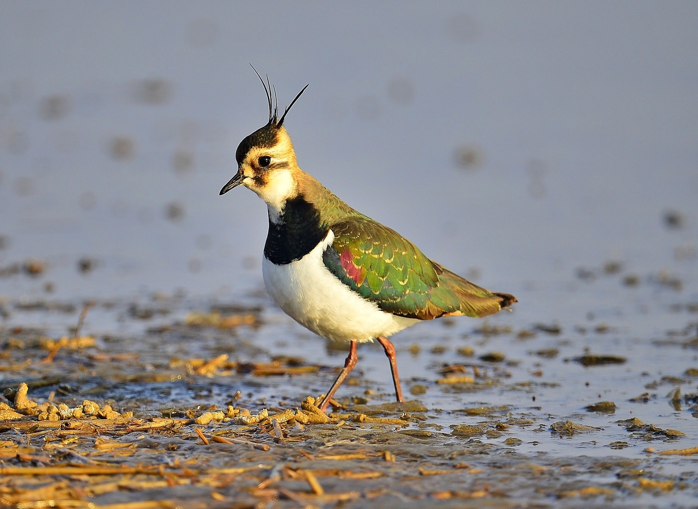 서천 갯벌에서 포착된 '댕기물떼새'.(서천군 지속가능발전협의회 제공. 재판매 및 DB금지)/뉴스1