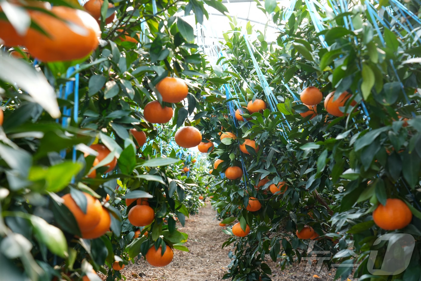 제주시의 한 레드향 재배 농가.(제주특별자치도 제공, 재판매 및 DB 금지) 2026.1.20/뉴스1 ⓒ News1 오미란 기자