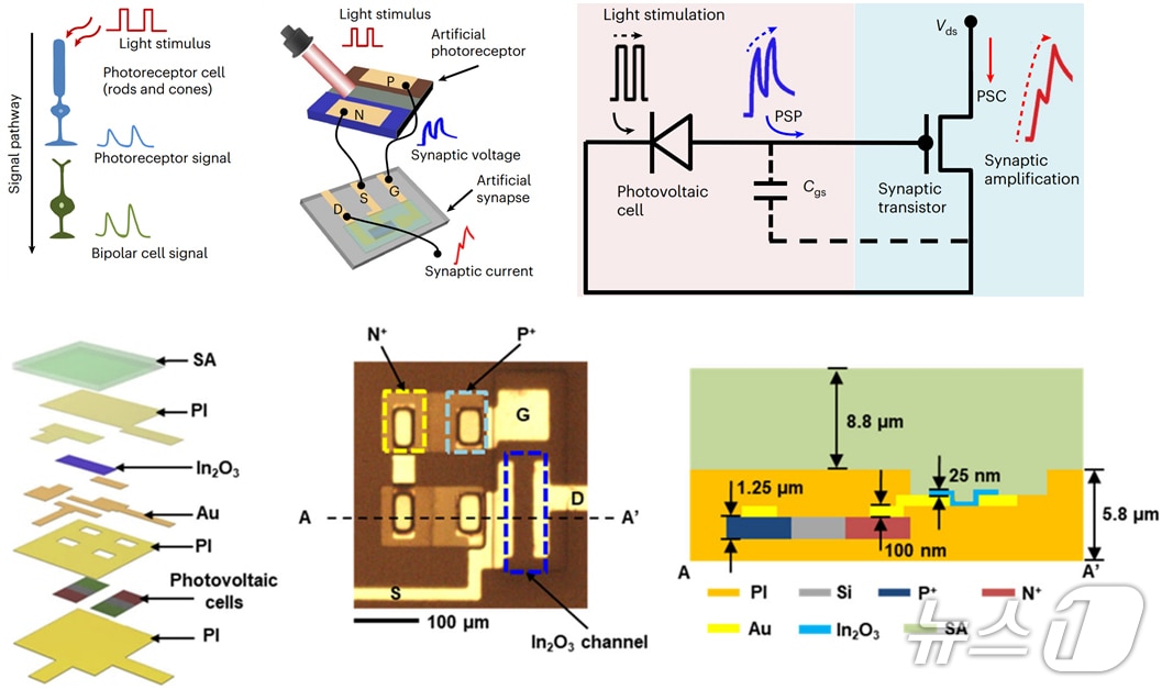 연구 이미지. (부산대 제공. 재판매 및 DB 금지)