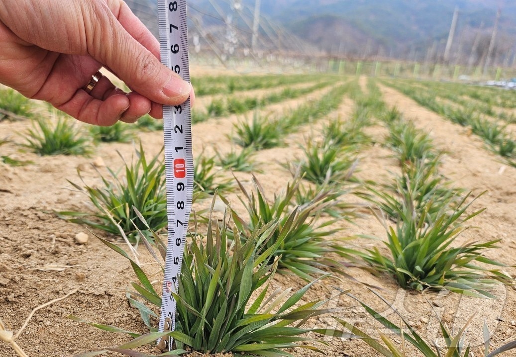대구 군위군은 21일 과학영농실증시범포에서 조사료 생산 기반 강화를 위한 트리티케일 실증시험을 본격 추진하고 있다/뉴스1