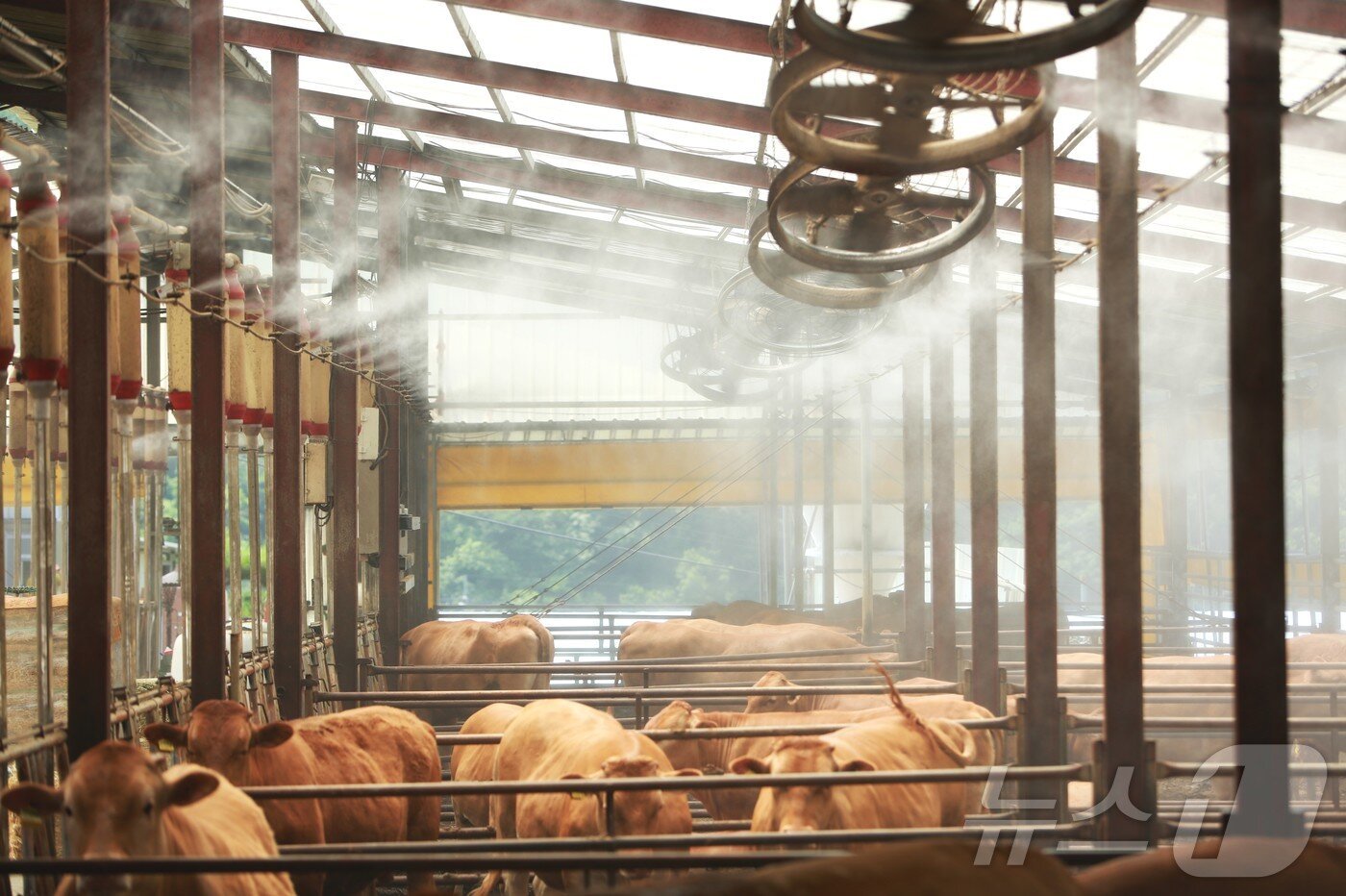 지난해 7월 말, 제천시 봉양읍 명암리 한우 축사 살수시설./뉴스1 ⓒ News1 손도언 기자 