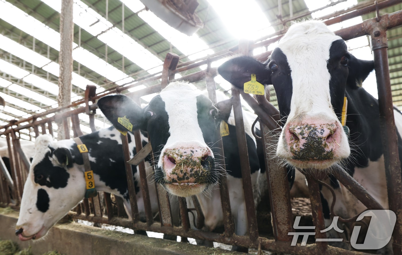 강력한 한파가 계속되고 있는 21일 경기 화성시 장안면의 한 축사에서 젖소들이 입김을 내뿜고 있다. 2026.1.21/뉴스1 ⓒ News1 김영운 기자