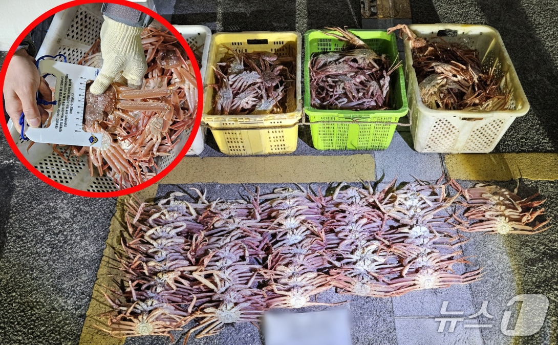 경북 포항해양경찰서가 특별단속을 벌여 대게를 불법 포획하고 유통한 선장 등 7명을 붙잡았다. 경찰이 압수한 대게는 수산자원 회복을 위해 바다에 방류됐다.(포항해양경찰서 제공, 재판매 및 DB금지) 2026.1.21/뉴스1 