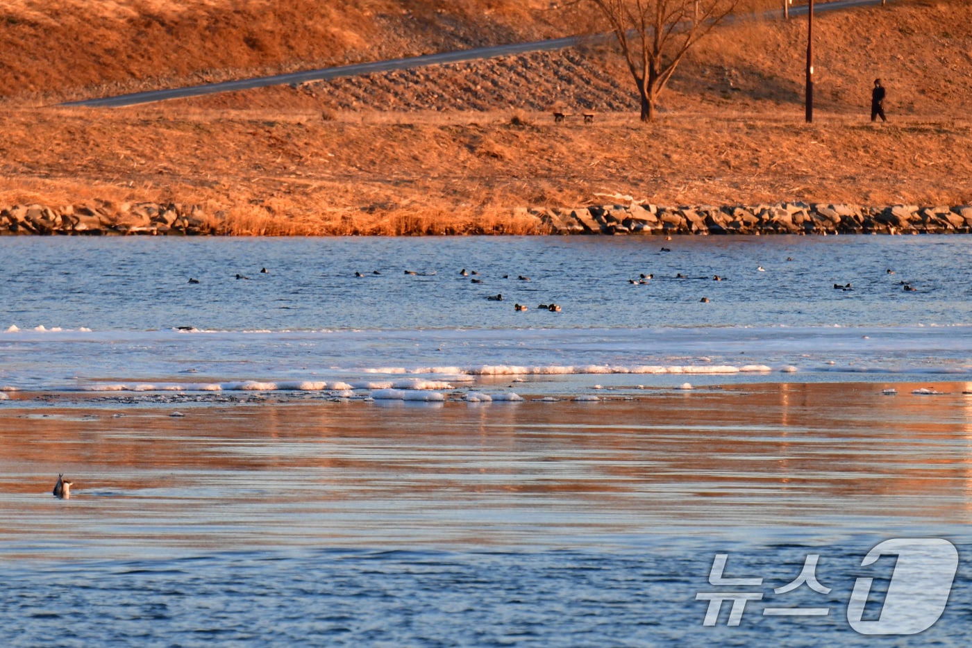 경북 포항의 아침 기온이 올 겨울들어 가장 낮은 -9도, 체김온도는 -11도까지 내려간 22일 오전 남구 연일읍 형산강 곳곳이 얼었다. ⓒ News1 최창호 기자