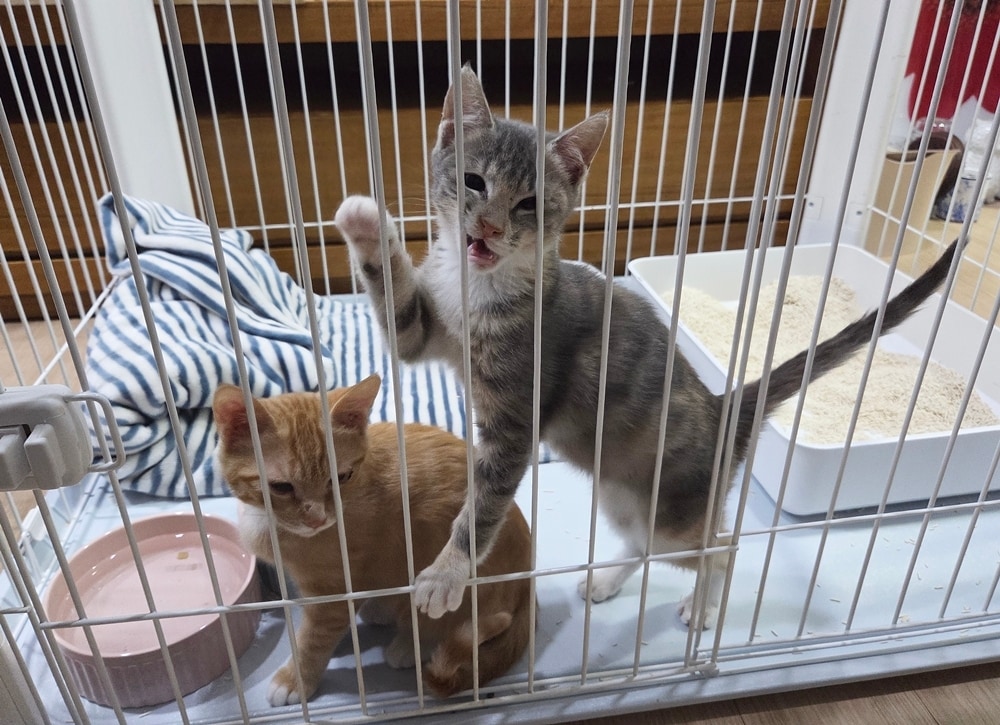 동물보호센터 '디어레이'에서 가족을 기다리는 새끼 고양이 '원이(왼쪽)'와 '주니' ⓒ 뉴스1 한송아 기자