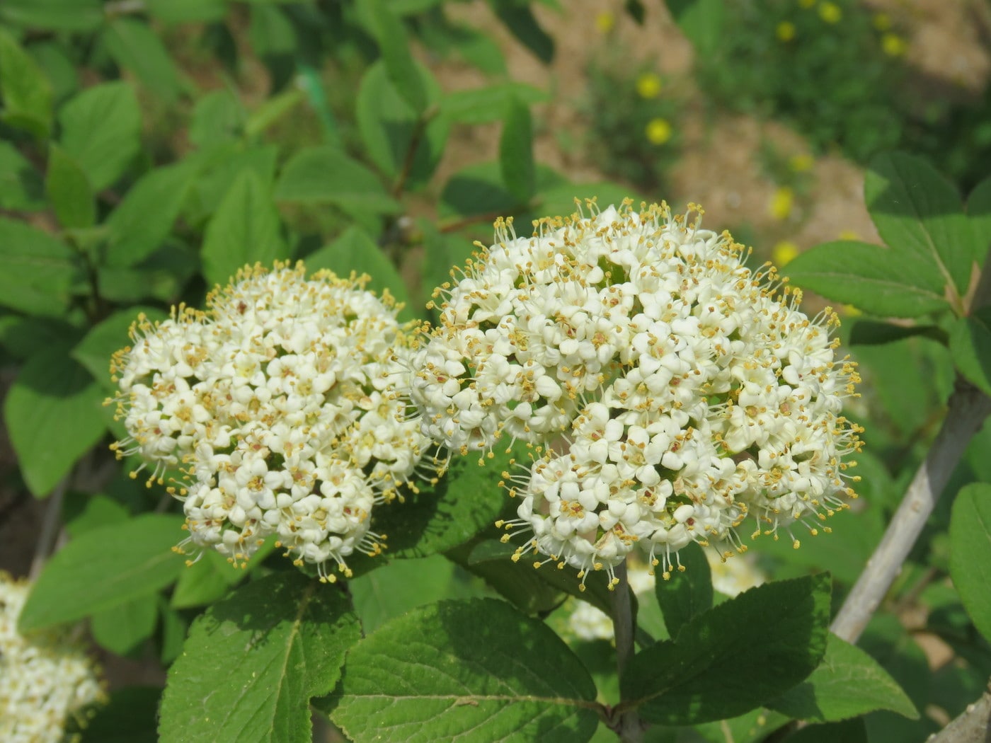 산분꽃나무(서울시 제공)