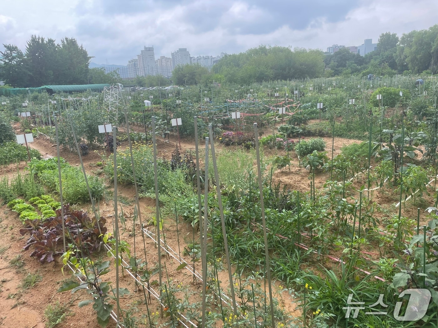 용인시민농장 모습.(용인시 제공)