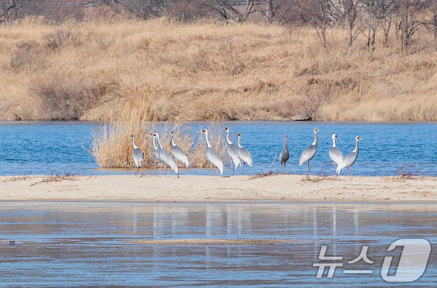 경북 구미 낙동강 해평·강정습지에 재두루미가 찾아와 휴식을 취하고 있다. 습지에는 23일 현재 52마리의 재두루미가 월동을 하고 있다. (구미시 김성택 주무관 제공)/뉴스1 ⓒ News1 정우용 기자