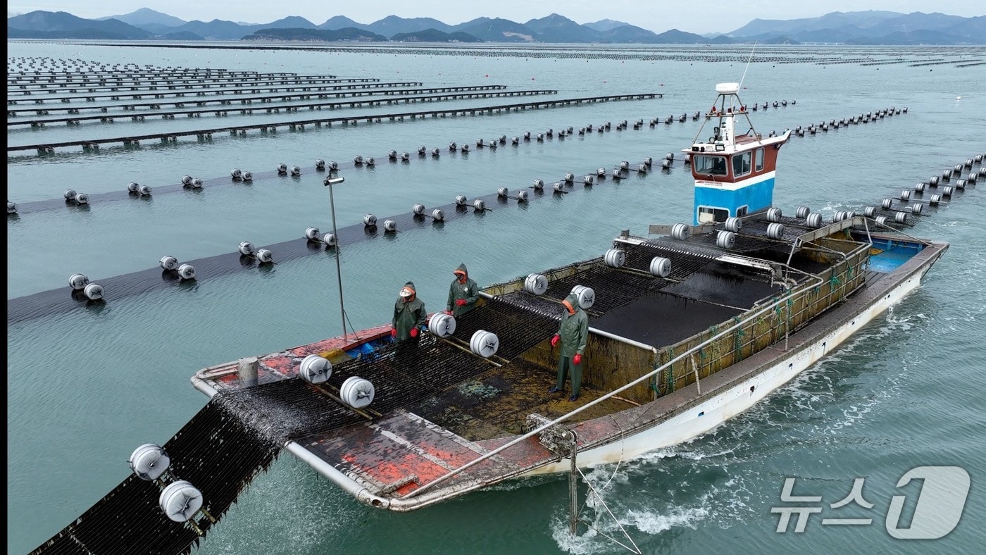 김 양식 모습.(전남도 제공. 재판매 및 DB금지) 2026.1.24/뉴스1